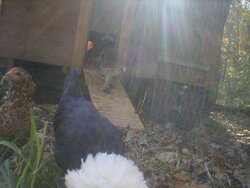 Chickens emerging from homemade coop